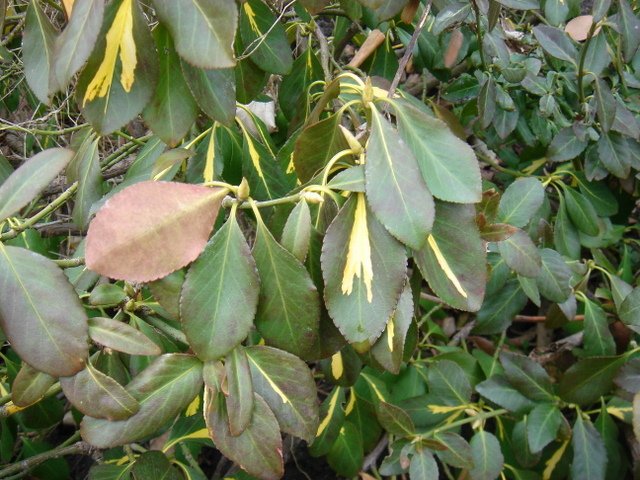Euonymus japonicus 'Sun Spot' P1A